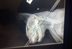 RSPCA Pushing Bow Inquiry In South Australia