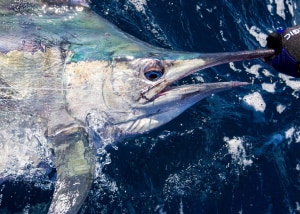 VIDEO: How do circle hooks work?