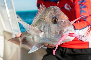 VIDEO: Halco's top snapper lures