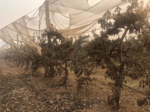 Montague's 5000 apple trees burned by bushfire