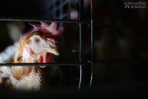 Kraft Heinz to take cages out of supply chain