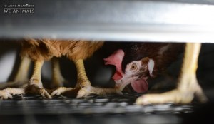 WA makes bold bid for ban of battery cages