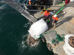 VIDEO: Restoring Port Phillip Bay's shellfish reefs