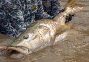 VIDEO: Dragons Gold - the search for giant golden mahseer