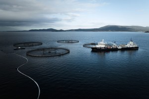 Huon undertakes digital transformation after troubled year
