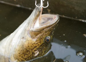 VIDEO: Native fish salvages from irrigation channels