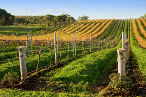ACCC: Reforms for wine grape growers necessary