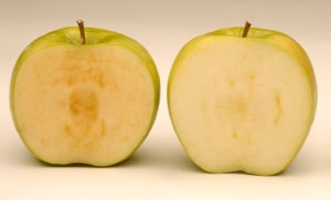 Non-browning apples enter the market