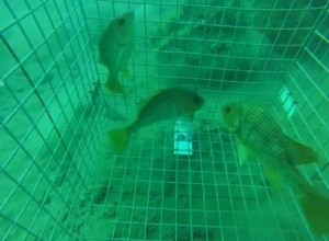 VIDEO: Barotrauma in golden snapper