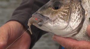 Video: How-to catch black bream 