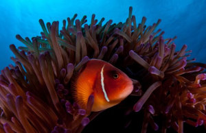Learn about the Great Barrier Reef