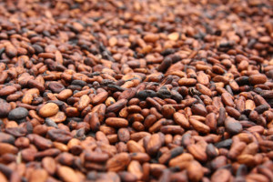 Nestle Australia chocolates now all sourced from 100% sustainable cocoa