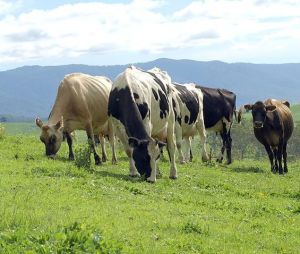 Dairy inquiry: ACCC seeks dairy farmer input