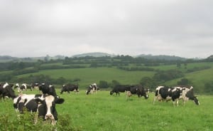 ACCC releases dairy industry inquiry paper