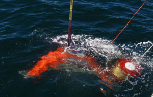 AHS trials acoustic command Fiobuoys