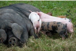WA pork producers embrace free range niche