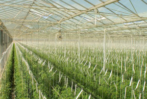 Glasshouse expansion ripe for opening 