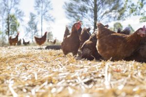 Ministers give their verdict on free-range egg claim