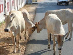 India moves to ban the sale of cattle for slaughter