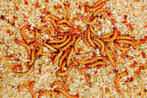 Edible insect industry on the ascent