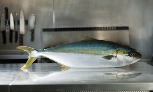 New plant and freezing technology for Clean Seas