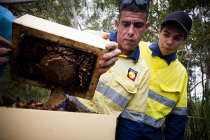 Aboriginal native bee honey trial creates a buzz