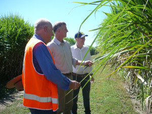 Bundaberg Sugar gets set to launch Aussie organic sugar 