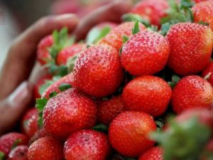 Import pressures threaten strawberry industry