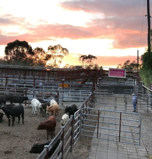 Wiley wins upgrade in Singleton