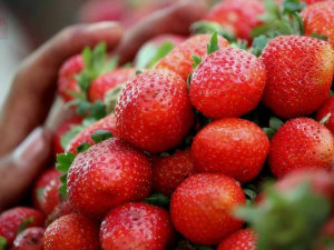 Strawberry farmers look to metal detectors