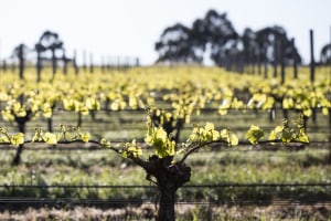 Voyager Estate winery goes organic after 40 years