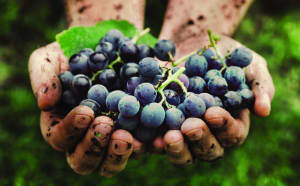 Wine industry champions new innovations