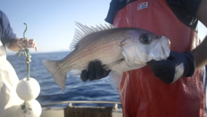 Strategic export plan launched for seafood sector