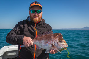 How to remove fish otoliths 