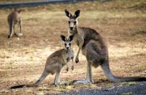 Regional roads prove to be hotspots for wildlife crashes