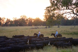 Coles launches own brand carbon neutral beef