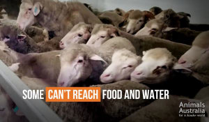 Govt announces "short, sharp" review of live sheep exports