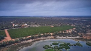 Banrock Station commits to planting 100k trees a year