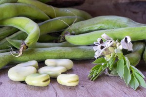 Beneo invests in pulse processing plant 