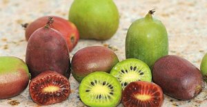 One Aussie farm whose crop packs a punch 