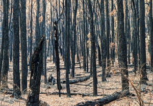 Containerboard faces crisis as bushfires burn trees