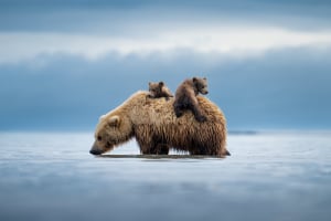 Prints for Wildlife brings together 200+ photographers for conservation
