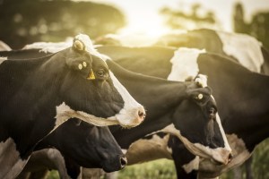 Cattle muster to shed light on organ donation