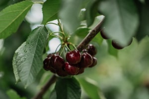 Traceability pilot to keep cherries on top 