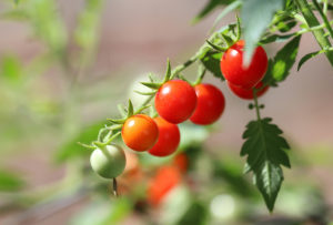 Fresh produce industry bodies reject union claims 