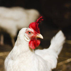 KKR acquires poultry business ProTen from Aware Super