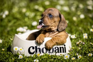 Chobani: Gone to the (adorable) dogs