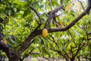 Mars Wrigley rolls out cocoa research in FNQ