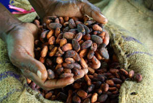 Fairtrade cocoa partnership to reach Australia and New Zealand