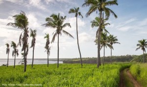 Vanilla company aids Tonga in wake of Cyclone Gita